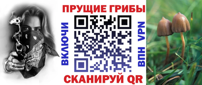 Купить  Кувшиново  Псилоцибиновые грибы Cubensis 